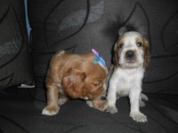Coker Spaniel