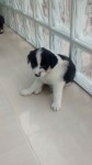 Filhotes Border Collie