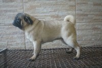Pug adulta
