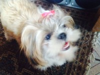 Shih Tzu – Somente 2 restantes