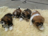 Lindos Filhotes Shih Tzu
