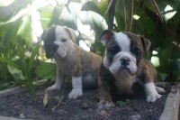 Canil Danday Labs – Bulldog ingles
