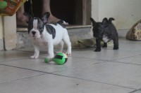 Filhote Bulldog Frances
