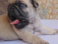 Pug – Filhotes a venda