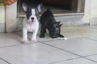 Filhote Bulldog Frances