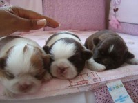 Filhotes de shih tzu macho