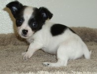 Filhotes de cachorro chihuahua para venda