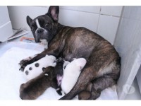 Filhotes Bulldog Francês