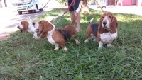 Lindo casal de basset hound