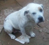 American stanford pitt bull branco para adoção