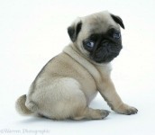 compro filhote de Pug