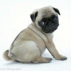 14099-Fawn-Pug-pup-sitting-looking-round-white-background