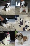 Vendo 3 shih tzu machos filhotes puros