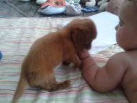 Lindos filhotes Basset pelo longo machos e fêmeas