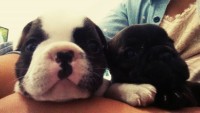 Gol Kennel – Bulldog francês