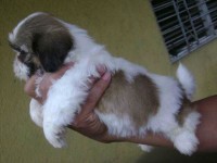 Filhotes de shih tzu macho