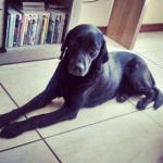Vendo Filhotes de Labrador Retriever