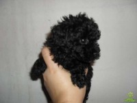 Vendo Poodle Toy