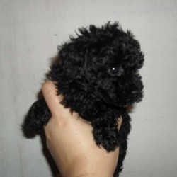 fofurinha-de-filhote-poodle-toy-15477-1276096368