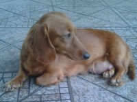 Lindos filhotes Basset pelo longo machos e fêmeas