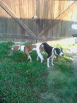 Venda de Pit Bulls Red Nose e Black Nose