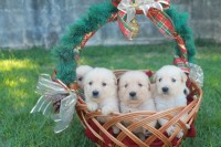 Filhotes Golden Retriever