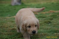 Filhotes de Golden Retriever