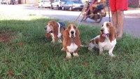 Lindo casal de basset hound