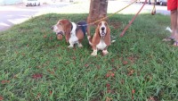 Lindo casal de basset hound