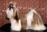 Filhotes de shih tzu macho