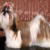 1392071935_600433364_1-lindos-filhotes-de-shih-tzu-com-pedigree-CBKC-piratininga