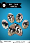Filhotes de bulldog francês. Vacinados e com pedigree