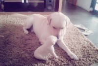 Vendo Filhotes de Labrador Retriever