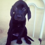 Vendo Filhotes de Labrador Retriever