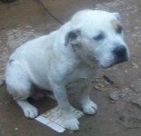 American stanford pitt bull branco para adoção