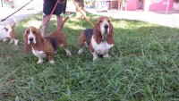 Lindo casal de basset hound
