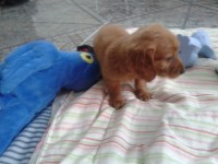 Lindos filhotes Basset pelo longo machos e fêmeas