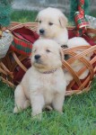 Filhotes Golden Retriever