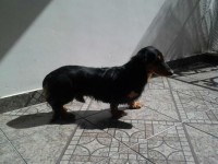 Lindos filhotes Basset pelo longo machos e fêmeas