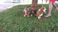 Lindo casal de basset hound
