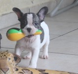 Filhote Bulldog Frances