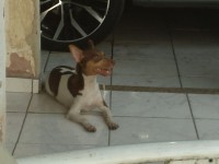 Venda e Reserva de Caes Terrier Brasileiro
