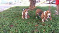 Lindo casal de basset hound