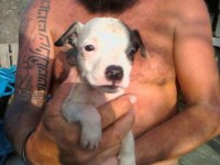 Venda de Pit Bulls Red Nose e Black Nose