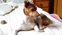 Venda e Reserva de Caes Terrier Brasileiro