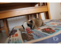 Filhotes Bulldog Francês