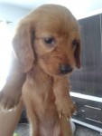 Lindos filhotes Basset pelo longo machos e fêmeas