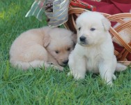 Filhotes Golden Retriever