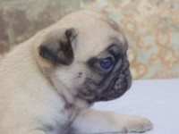 Pug – Filhotes a venda