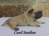 Pug – Filhotes a venda